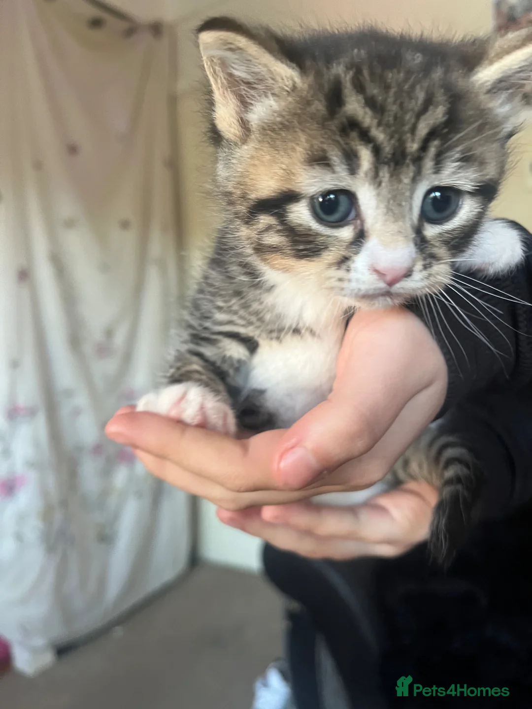 Mixed Breed cats for sale: 8 beautiful kittens - Advert 2