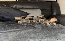 Border Terrier dogs for sale: 5 beautiful border terrier pups for sale ♥️ - Image 4