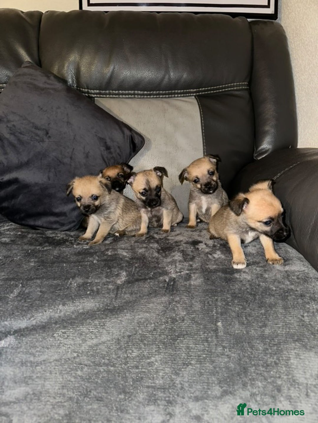 Border Terrier dogs for sale: 5 beautiful border terrier pups for sale ♥️ - Image 4