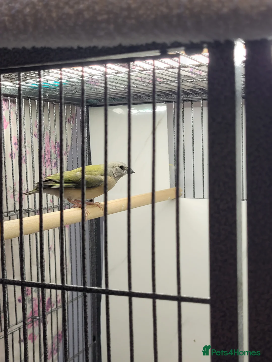 Finches birds for sale: Young gouldian finches - Advert 3