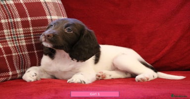 English Springer Spaniel dogs - Advert 7