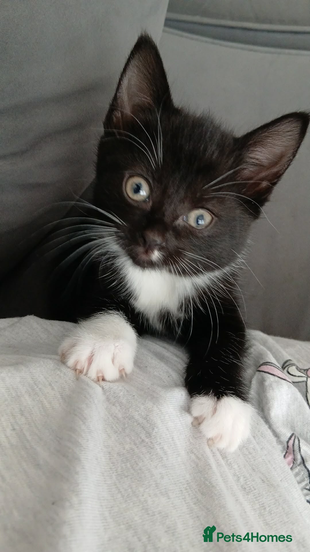 Mixed Breed cats Black and white kitten left - Advert 23
