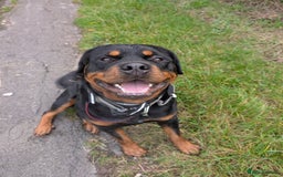 Rottweiler dogs for stud: Proven big boy ready for stud - Image 2
