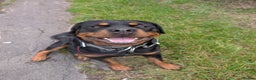 Rottweiler dogs for stud: Proven big boy ready for stud - Advert 3