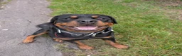 Rottweiler dogs for stud: Proven big boy ready for stud - Advert 4