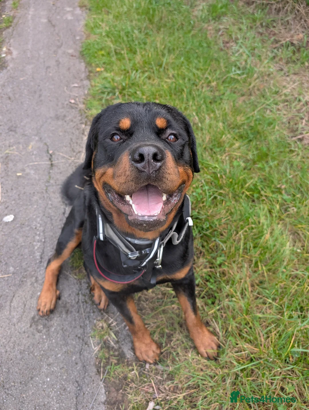 Rottweiler dogs for stud: Proven big boy ready for stud - Advert 4