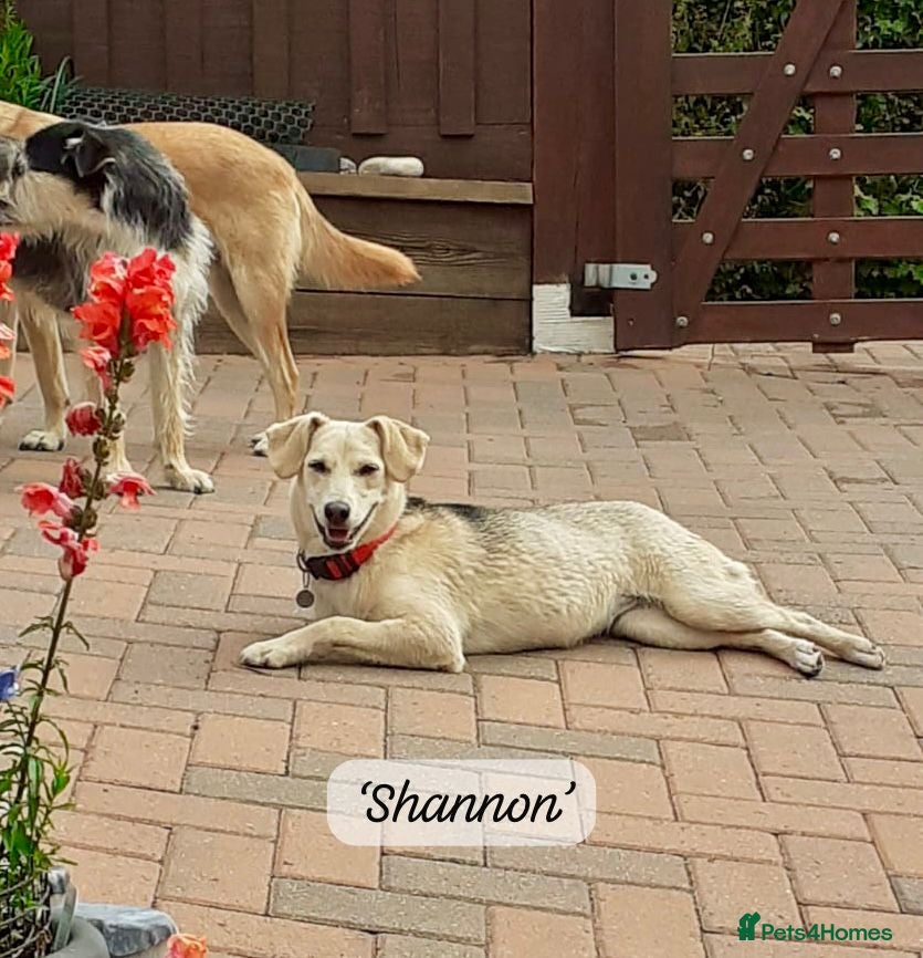 Mixed Breed dogs Shannon, 6 months approx, Available for adoption. - Advert 1