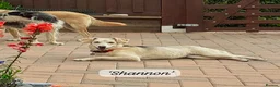 Mixed Breed dogs for adoption: Shannon, 6 months approx, Available for adoption. - Advert 2