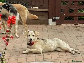Mixed Breed dogs Shannon, 6 months approx, Available for adoption. - Advert 1