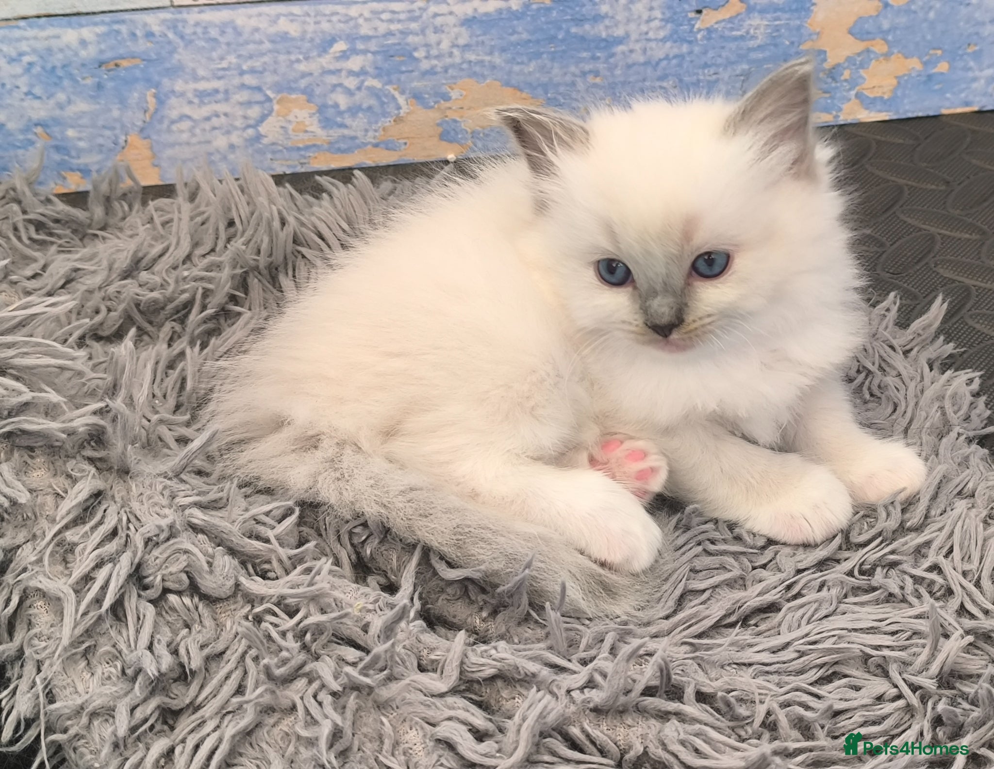 Ragdoll cats for sale: Beautiful ragdolls are looking for a forever home  - Advert 8