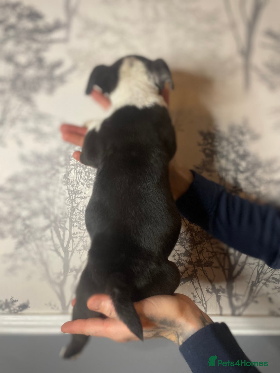 American Bully dogs for sale: Pocket bully puppies  - Advert 10