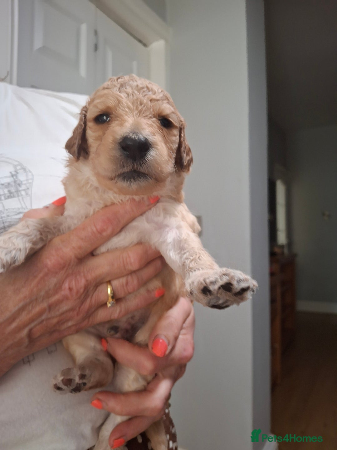 Standard Poodle dogs for sale: Standard poodle pups dark apricot or cream - Image 6