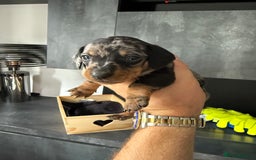 Miniature Dachshund dogs for sale: Miniature Dachshund puppies KC Reg Health tested - Image 18