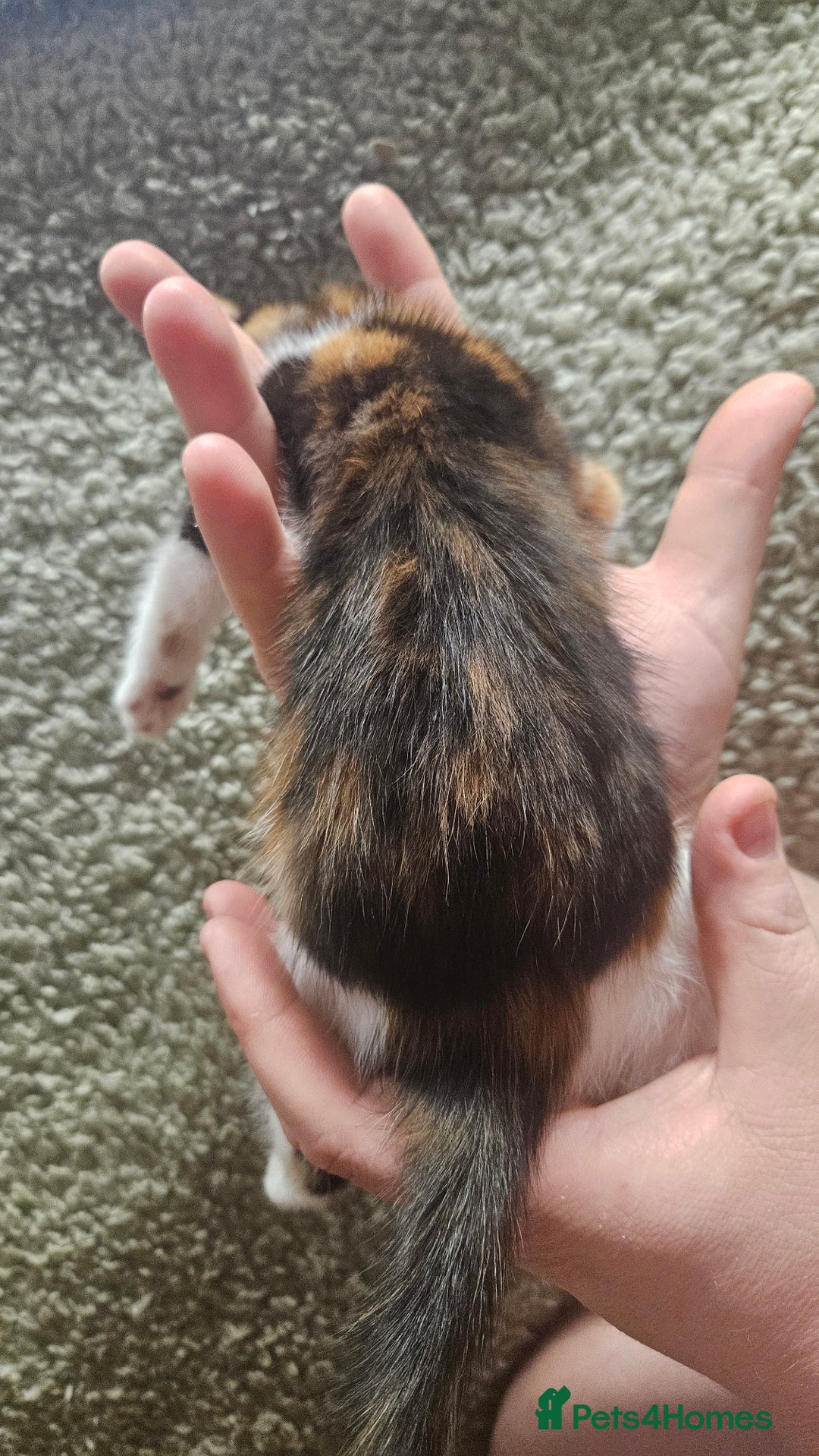 Mixed Breed cats for sale: Kittens  - Advert 15