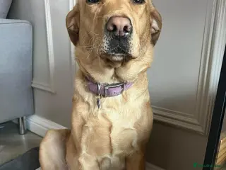 Labrador Retriever dogs **Upcoming Litter of Labrador Puppies** in Houghton le Spring - Advert 1