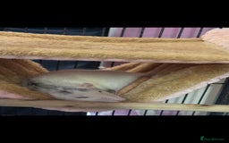 Rat rodents for sale: 4 bonded female rats  - Image 3