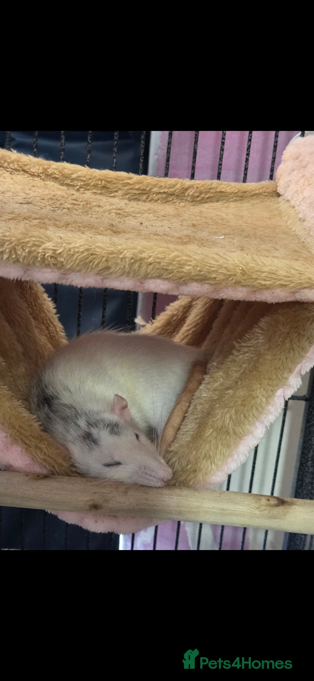 Rat rodents for sale: 4 bonded female rats  - Image 3
