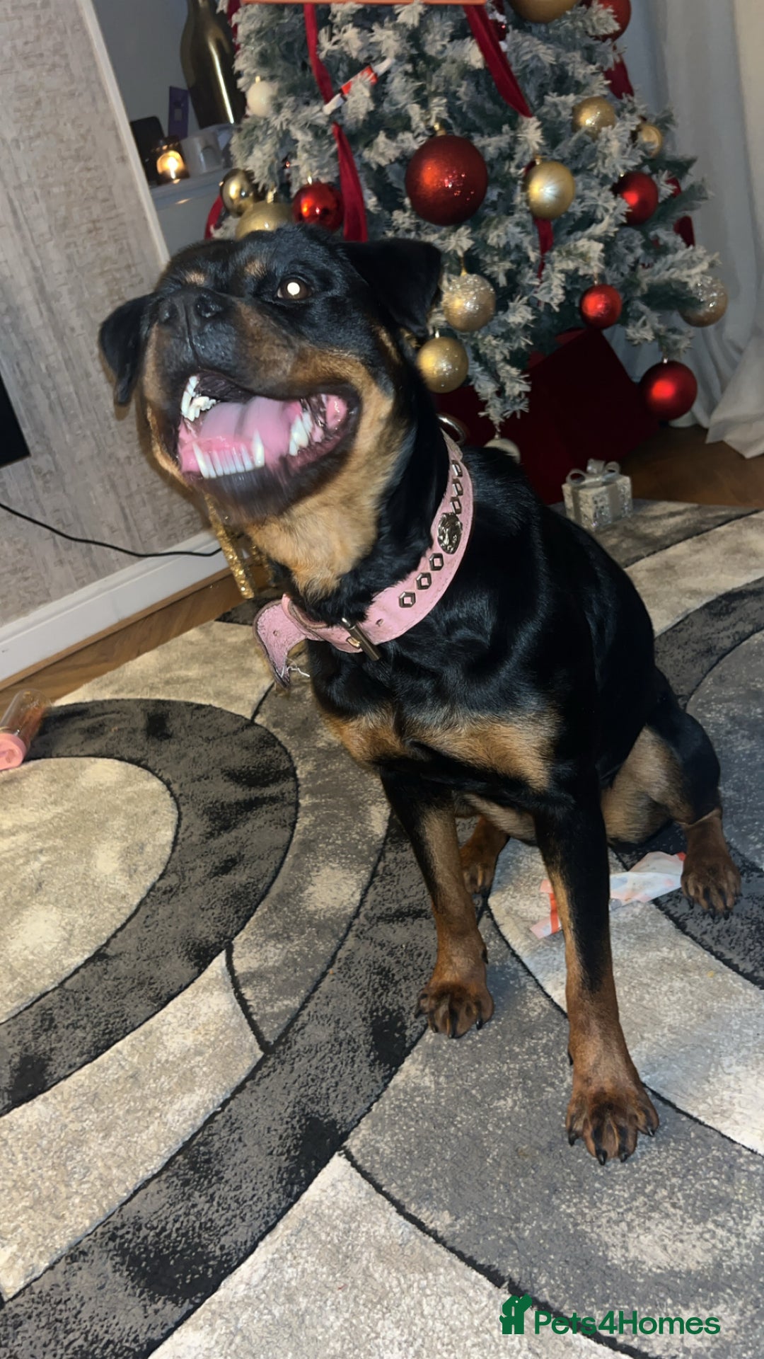 Rottweiler dogs for sale: 1 year old Rottweiler  - Advert 5