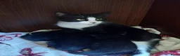 British Shorthair cats for sale: Black and White Kittens - Advert 2