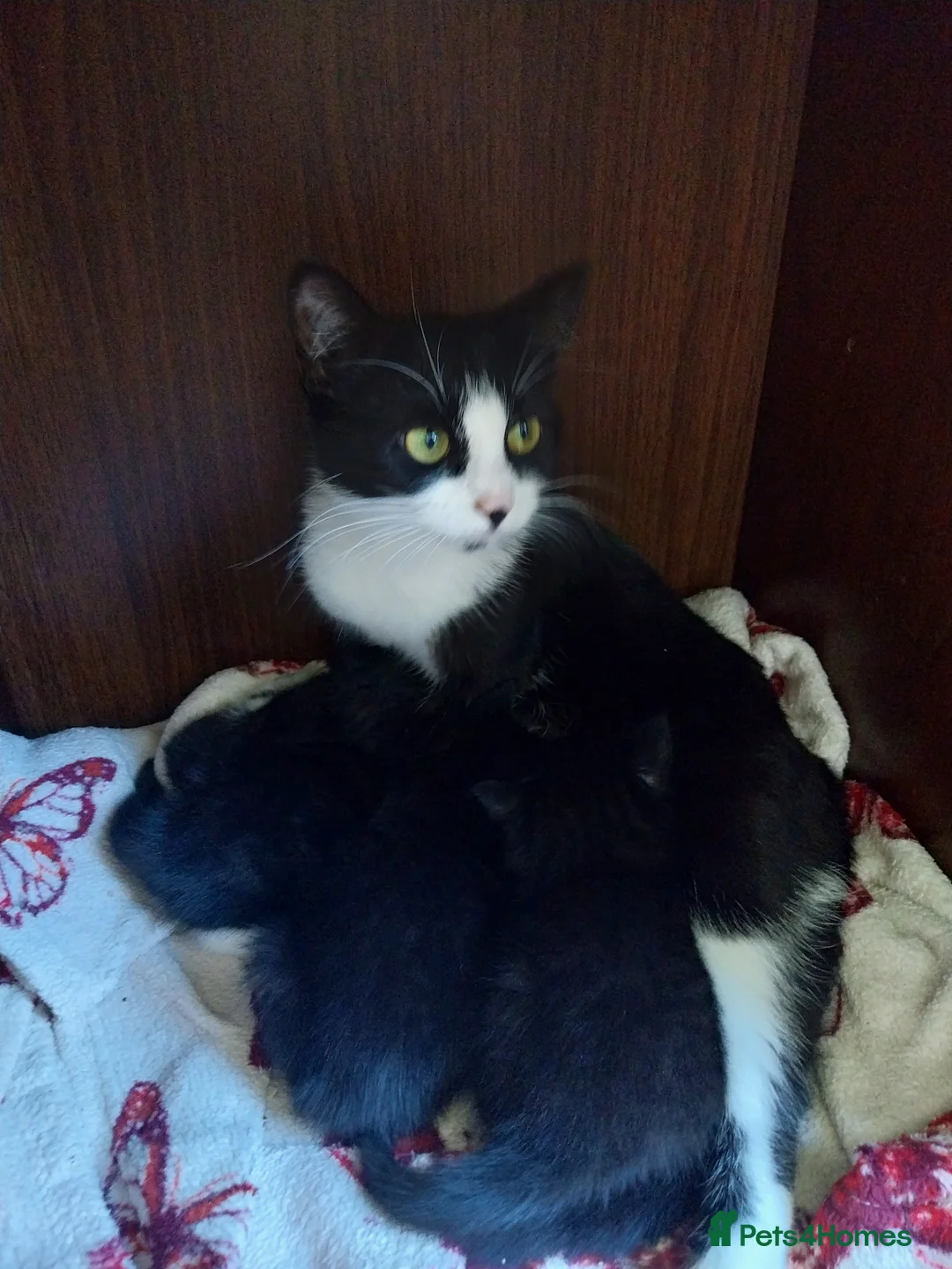 British Shorthair cats for sale: Black and White Kittens - Advert 2