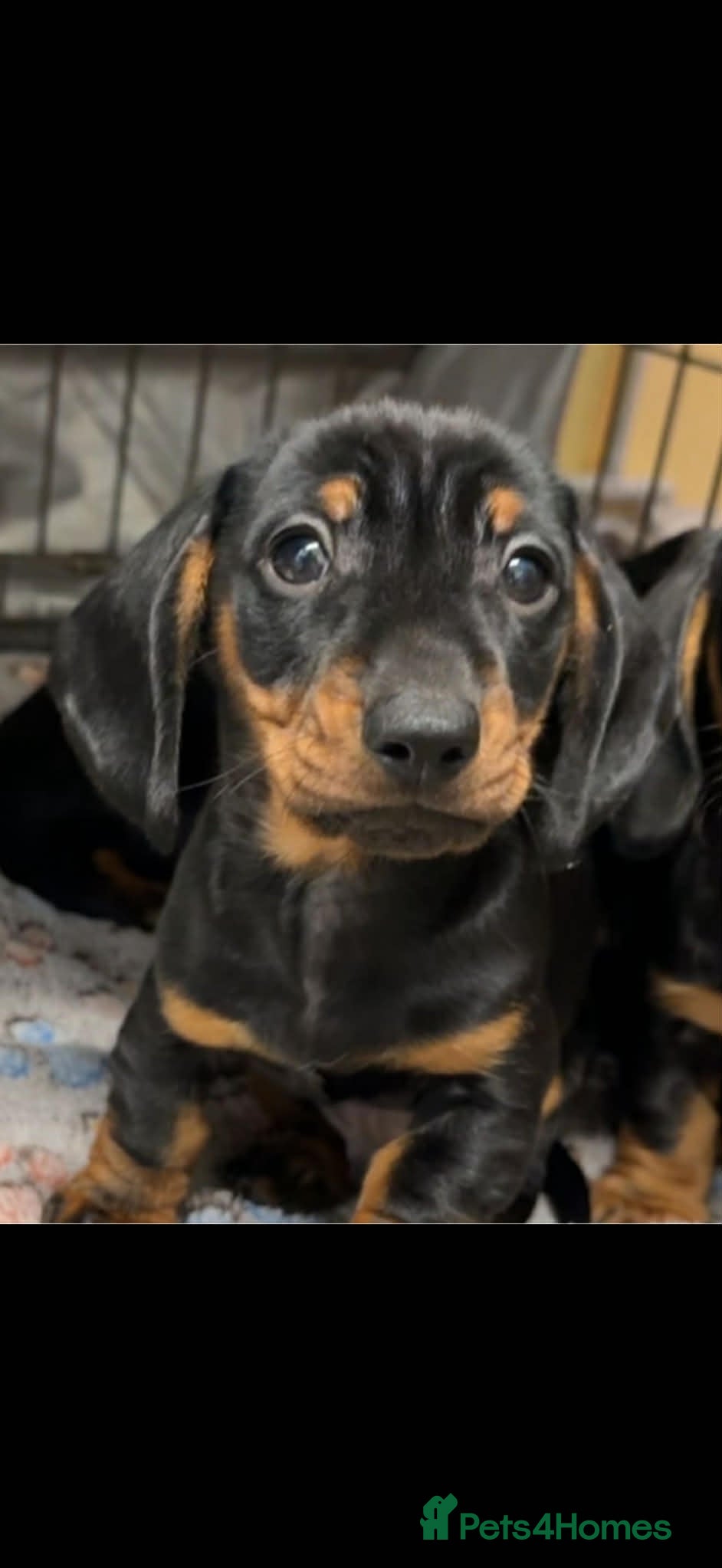 Miniature Dachshund dogs Beautiful miniature dachshund girl ready to go - Advert 13