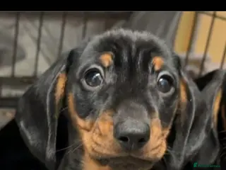 Miniature Dachshund dogs Beautiful miniature dachshund girl ready to go - Advert 13