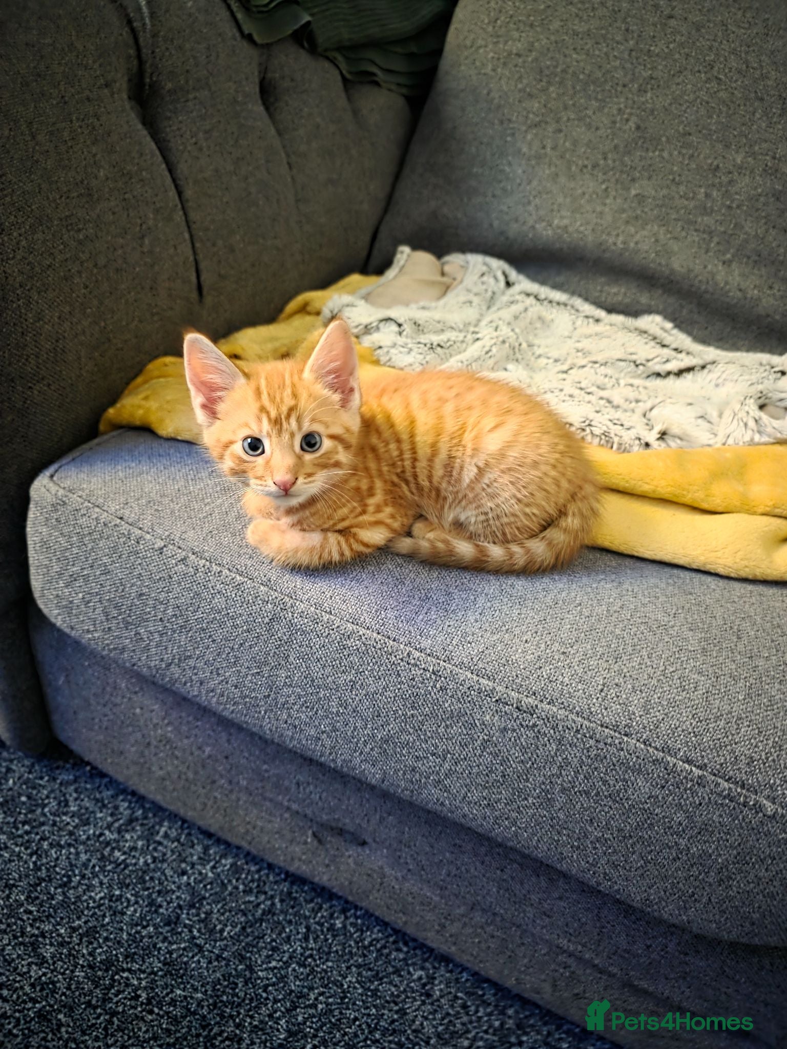 Mixed Breed cats 2 tiger patterned kittens left. - Advert 18