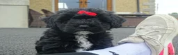 Cockapoo dogs for sale: Stunning Cockapoo Puppies  - Advert 3