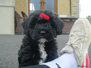Cockapoo dogs Stunning Cockapoo Puppies - Advert 6