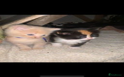 Mixed Breed cats for sale: Kittens for sale  - Image 20