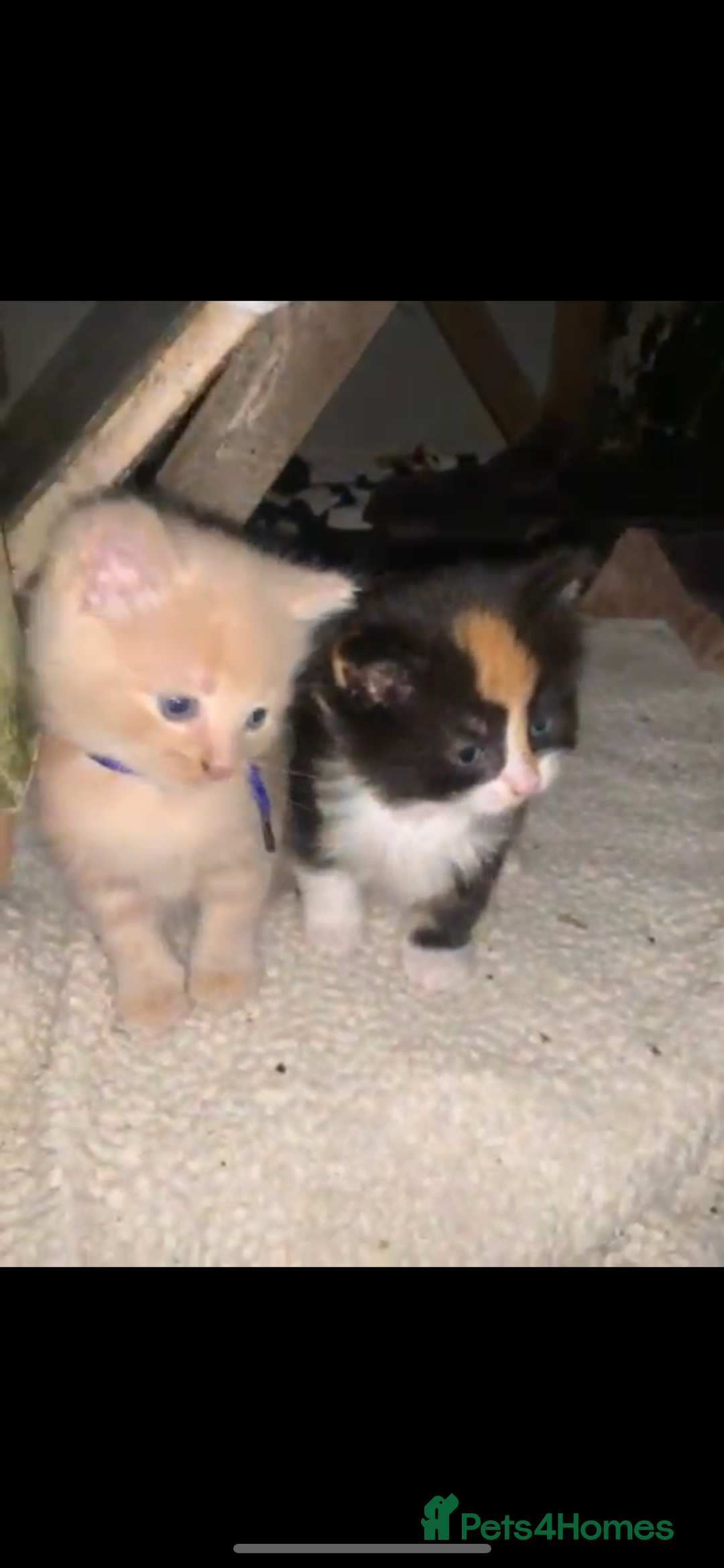 Mixed Breed cats for sale: Kittens for sale  - Image 20