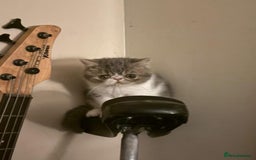 Exotic cats for sale: Beutiful GCCF reg Exotic Boys - Advert 3