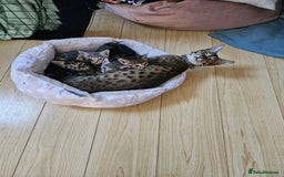 Savannah cats for sale: Beautiful Savannah cross kittens for sale - Advert 8