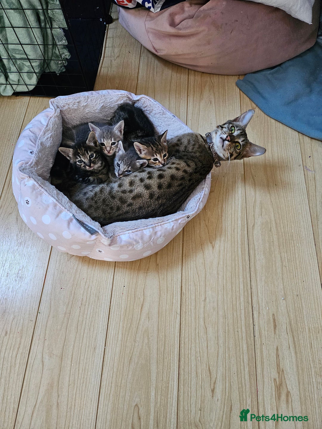 Savannah cats for sale: Beautiful Savannah cross kittens for sale - Advert 8