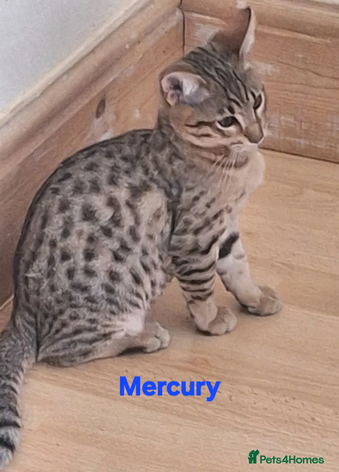 Savannah cats for sale: REDUCED! Savannah SBTF6 cubs with Serval traits - Advert 6