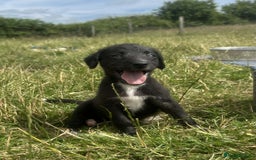 Mixed Breed dogs for sale: Stunning Bedlington x whippet puppies  - Image 4