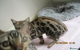 Bengal cats for sale: pedigree male bengals - Image 10