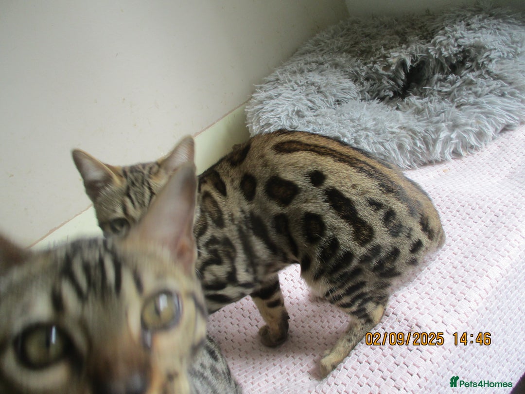 Bengal cats for sale: pedigree male bengals - Image 10