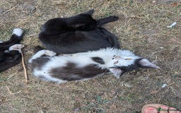 Persian cats for sale: Kitten for adoption free  - Image 4