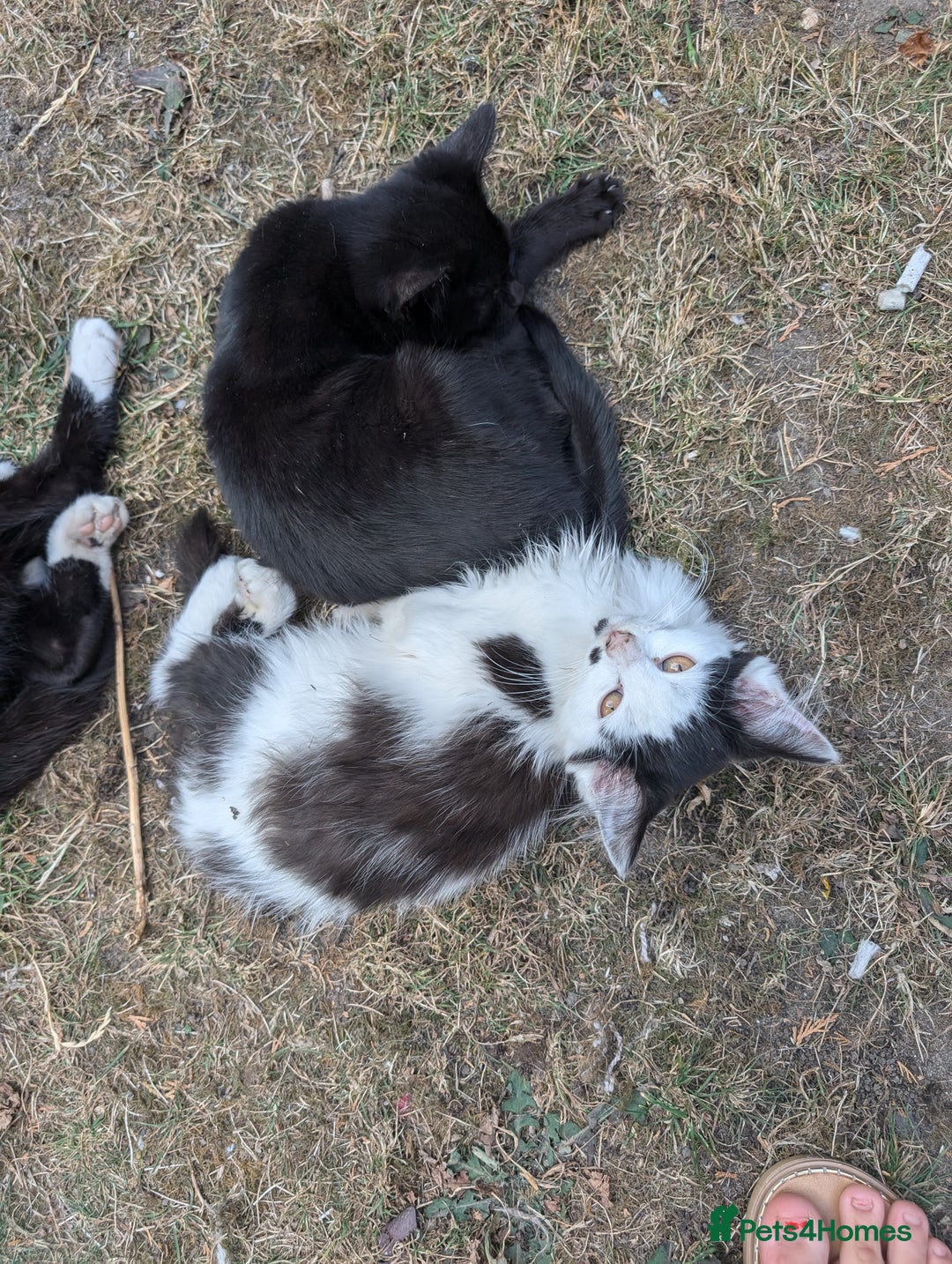 Persian cats for sale: Kitten for adoption free  - Image 4