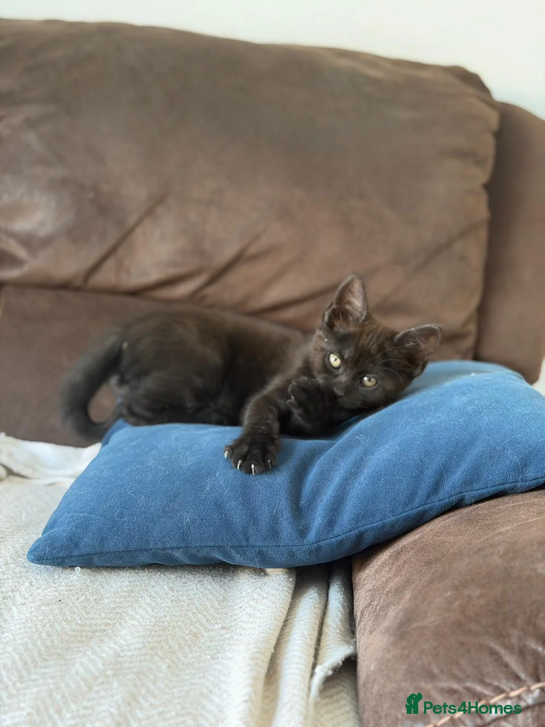 Maine Coon cats for sale: Maine Coon X  - Advert 1