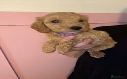 Cockapoo dogs for sale: 3 gorgeous cockapoo puppies  - Image 1