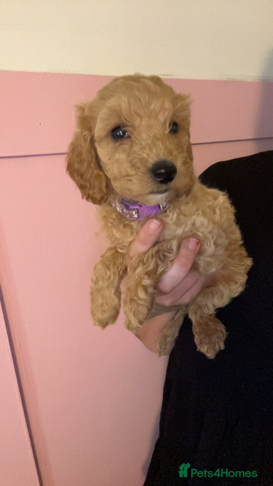 Cockapoo dogs for sale: 3 gorgeous cockapoo puppies  - Image 1