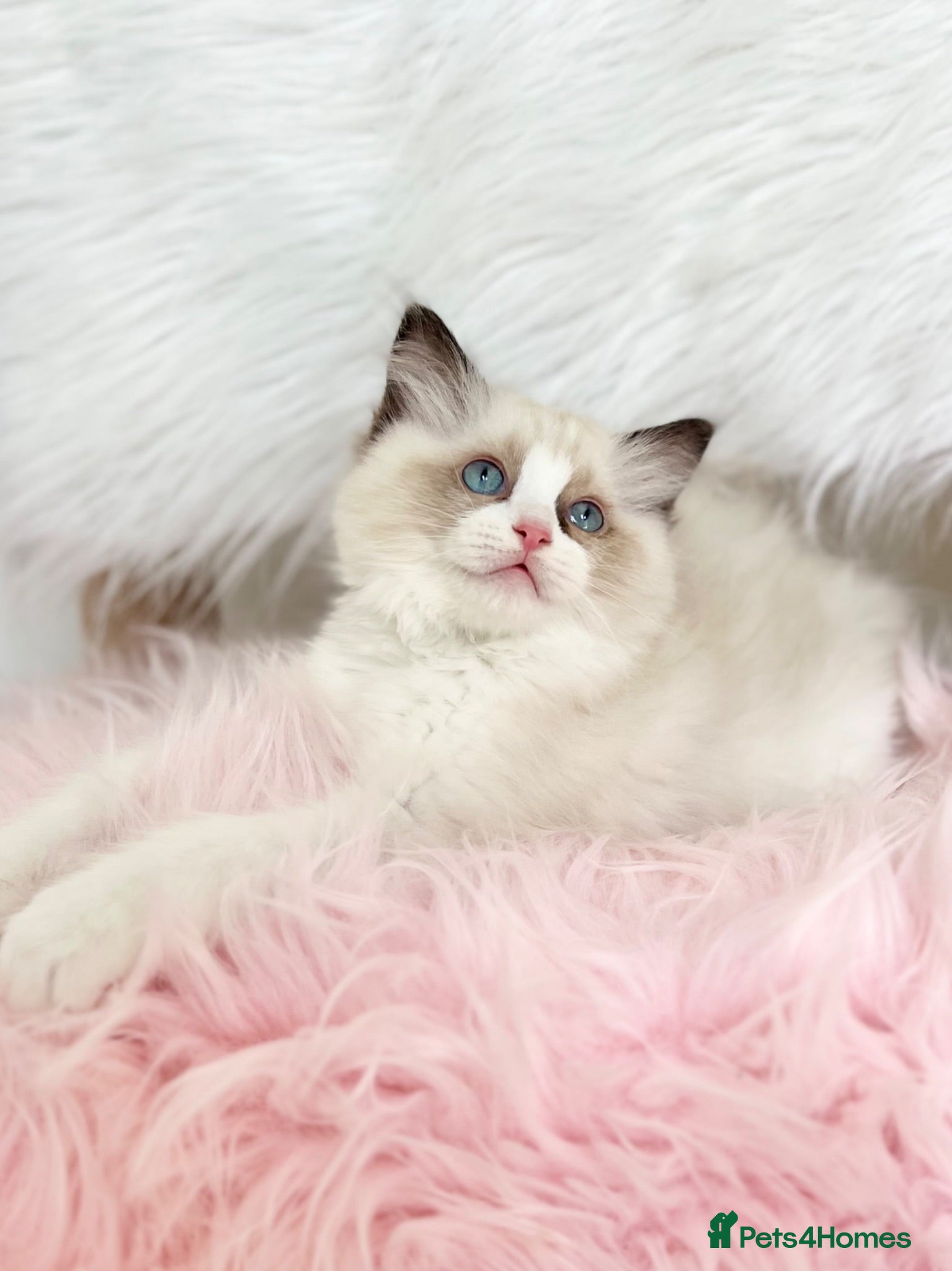 Ragdoll cats Cute chunky purring ragdoll girls - Advert 1