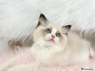Ragdoll cats Cute chunky purring ragdoll girls - Advert 1