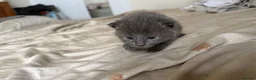 Ragdoll cats for sale: Ragdoll X kittens for sale - Advert 3
