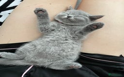 British Shorthair cats for sale: •Blue BSH Kittens – Ready Now . Last kitten left  - Image 25