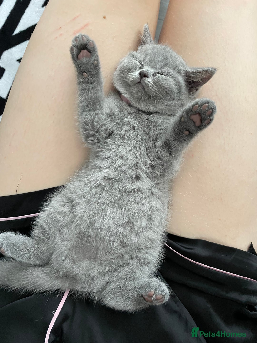 British Shorthair cats for sale: •Blue BSH Kittens – Ready Now . Last kitten left  - Image 25