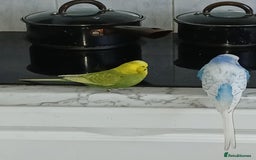 Budgerigars birds for sale: 2 male budgies  - Image 2