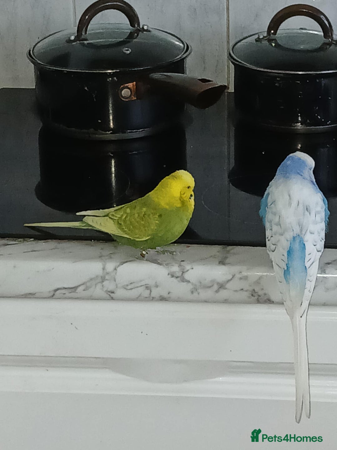 Budgerigars birds for sale: 2 male budgies  - Image 2